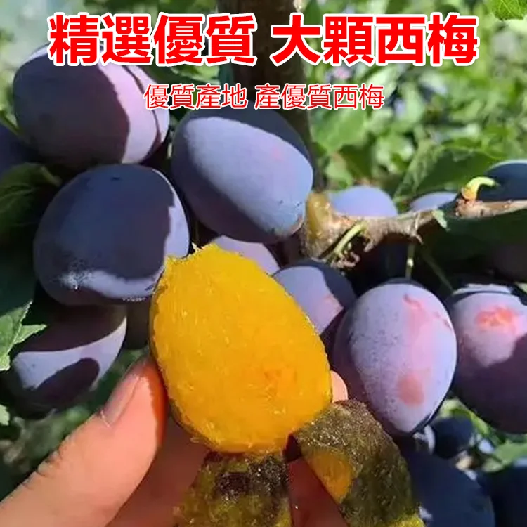 【瘦身神器】西梅膳食纖維果凍【官方店限時搶購】【原價NT$1298】 【貨到付款】【促銷僅NT$799】。免運費+支持七天無理由退換貨！發現非正品，商家承擔來回運費！